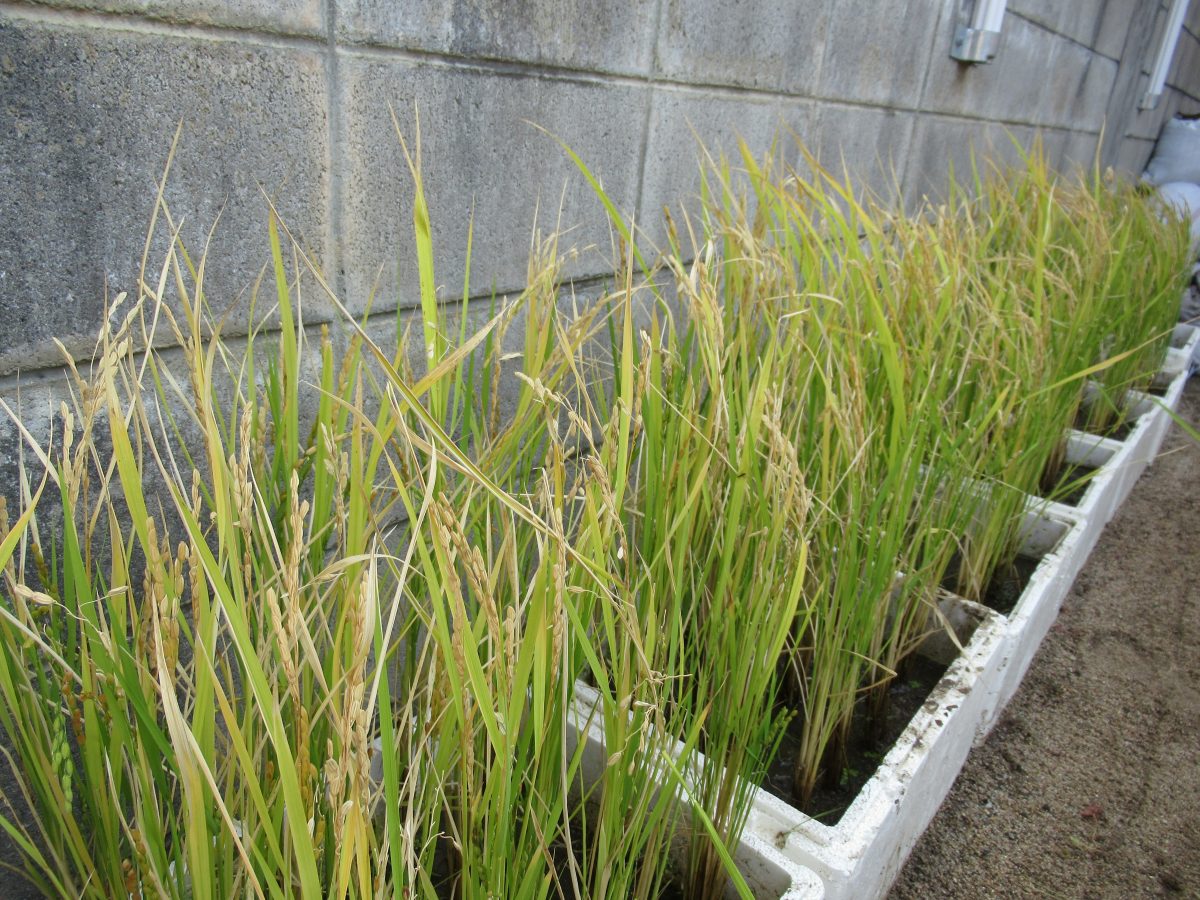 10月24日（水）稲刈りをしました