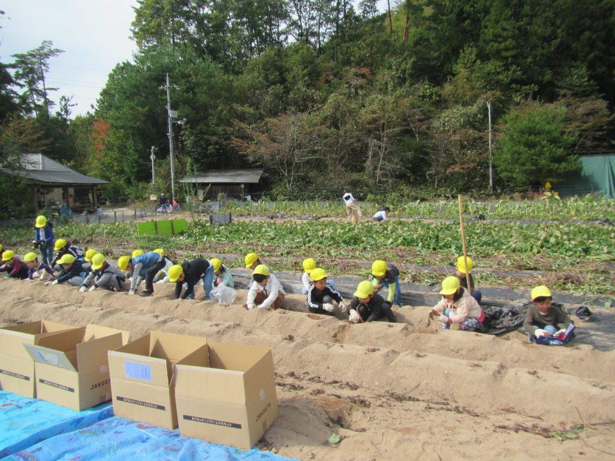 １０月１７日　いもほり遠足