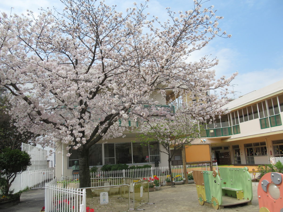 桜とチューリップが咲いています
