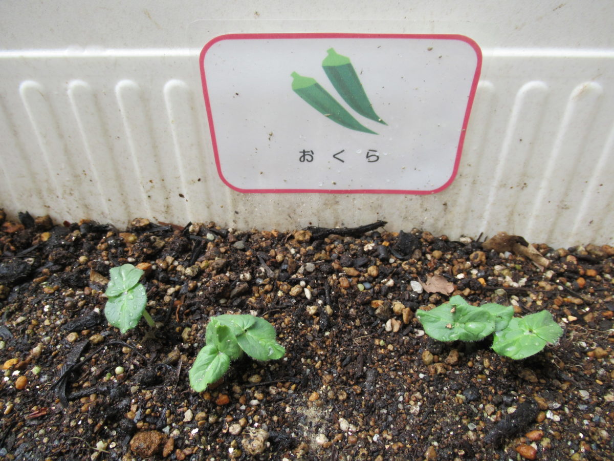 野菜の芽が出ています