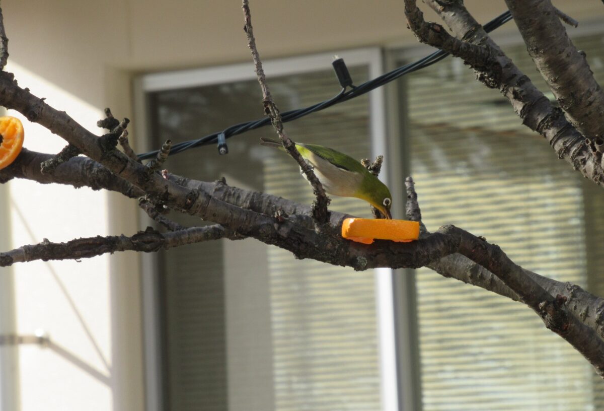 鳥が遊びに来ました